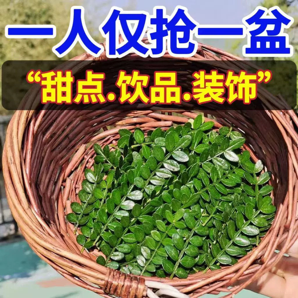 新鲜胡椒木摆盘蛋糕甜品饮品清香木叶子西餐烘焙装饰摆盘日料点缀