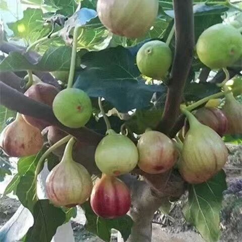 无花果树果苗盆栽大果南方北方波姬红巨型无花果苗地栽四季好养活