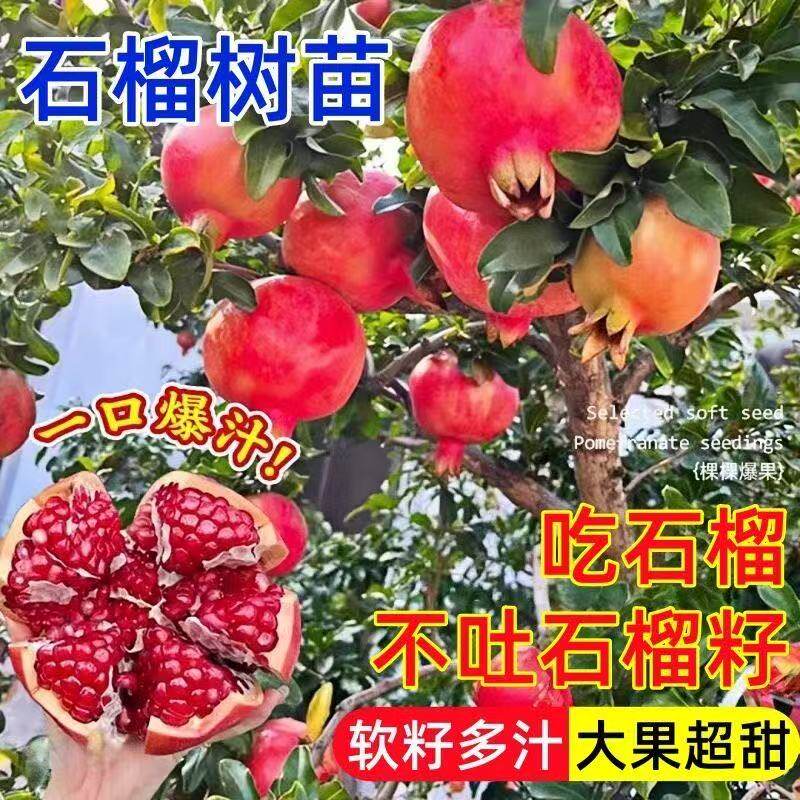 石榴树苗突尼斯软籽黑籽特大南北方庭院种植盆栽地栽当年结果树苗