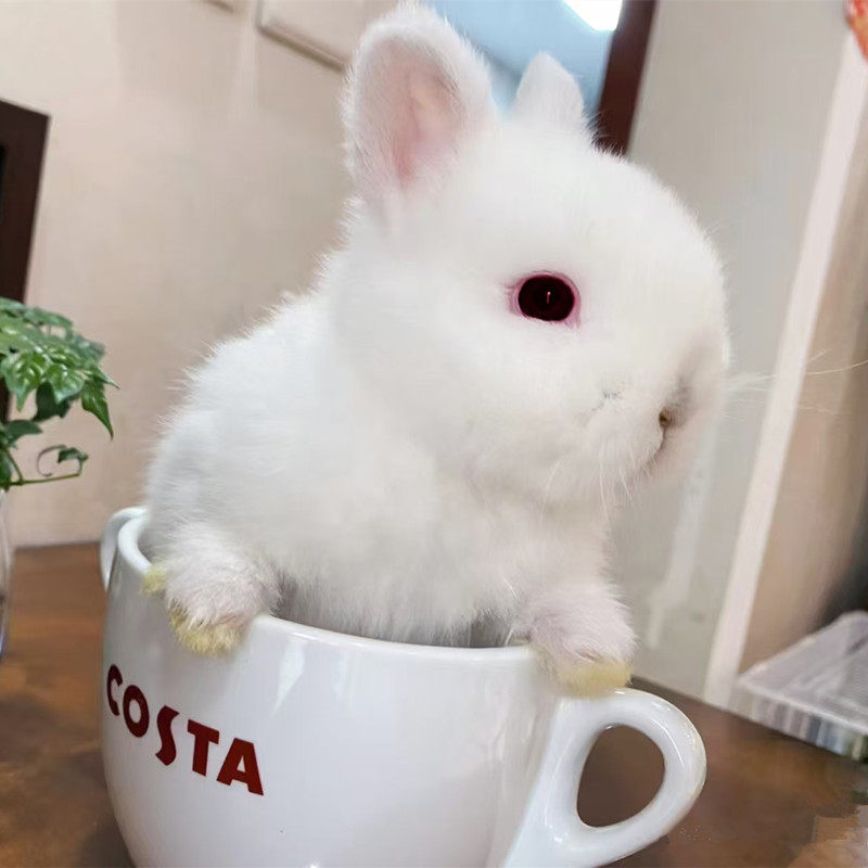 小兔子活物宠物兔活苗小型侏儒兔长不大茶杯兔活兔家养活体小白兔