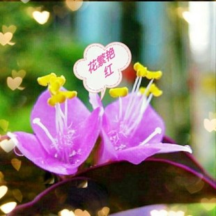 极速紫罗兰花卉盆栽紫露草紫竹梅盆栽紫色吊兰Q紫叶吊竹梅盆栽喜