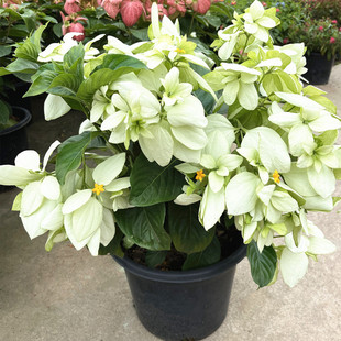 极速粉叶金花粉纸扇白玉金花带花苞庭院楼顶M耐热四季开花植物木