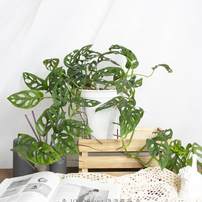 速发浇浇植物姬龟背仙洞大叶龟背竹室内耐阴观叶爬藤垂藤飞来凤龟
