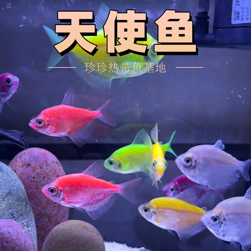 天使鱼彩群鱼热带观赏鱼群游小型鱼淡水鱼好养耐活七W彩鱼老虎天
