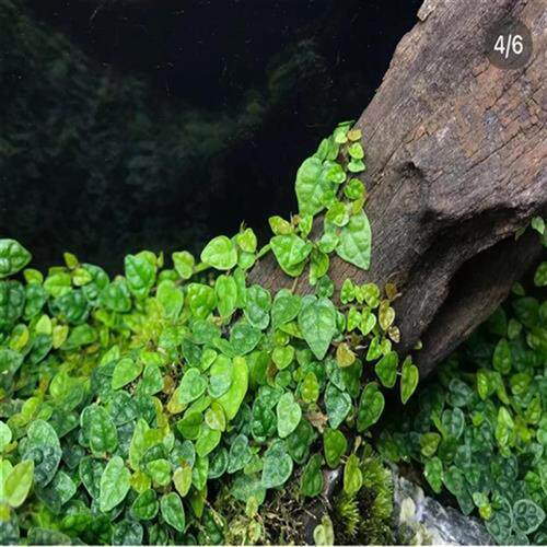 极速迷你小叶霹雳薜荔水陆雨林缸藤蔓攀爬附N生造景室内观叶绿植
