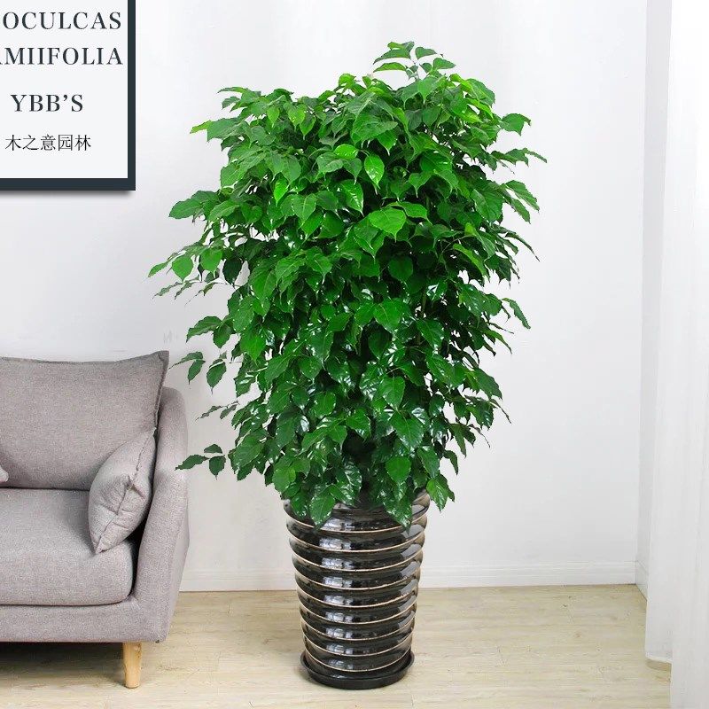 南宁精品幸福树绿植盆栽室外大型植物绿宝耐晒的阳台露台门口庭院图片