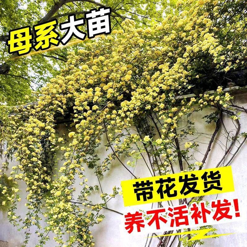 重瓣黄木香爬藤老桩大苗四季开花阳台花卉庭院植物好养红白木香花图片