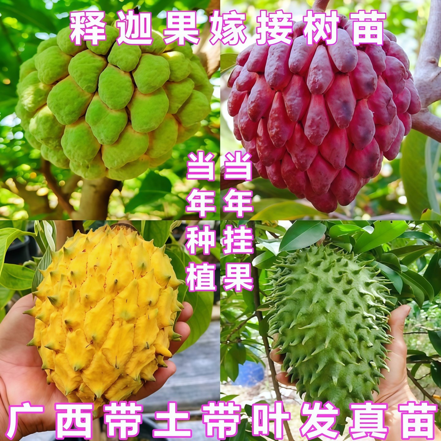 凤梨释迦果苗嫁接榴莲释迦果苗南方盆栽地栽当年结果黄龙释迦果苗