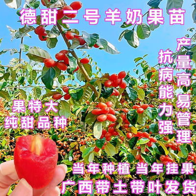 羊奶果果树苗德甜二号特大甜果盆栽果树胡颓子南北方庭院种植地栽
