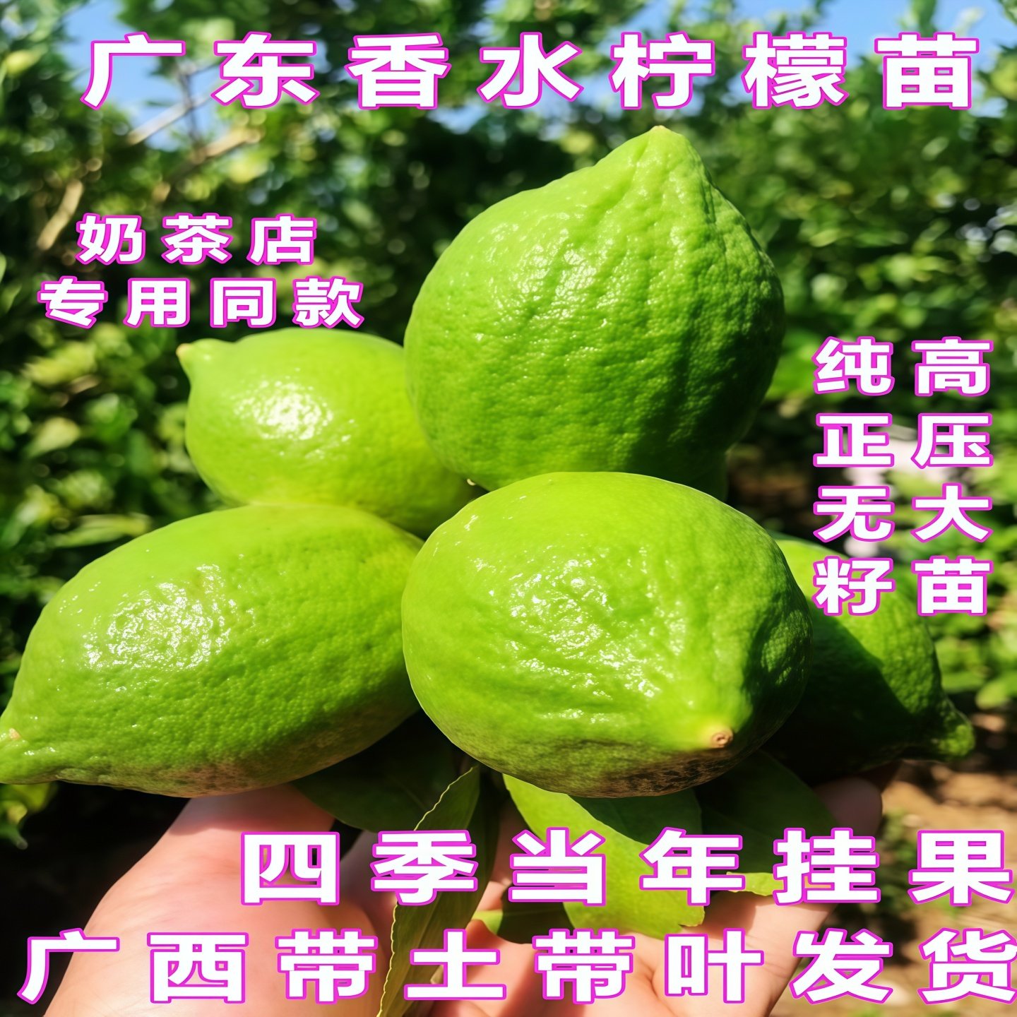 广东无籽香水柠檬苗台湾四季香水柠檬树苗阳台盆栽尤力克柠檬苗