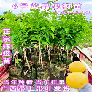当年结果 冬蜜黄晶果树苗嫁接特大6号黄晶果苗南北方盆栽地栽四季