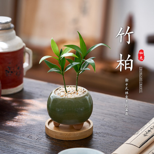 竹柏室内桌面迷你小盆栽