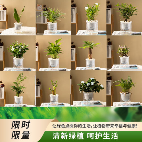 绿萝室内懒人水培植物