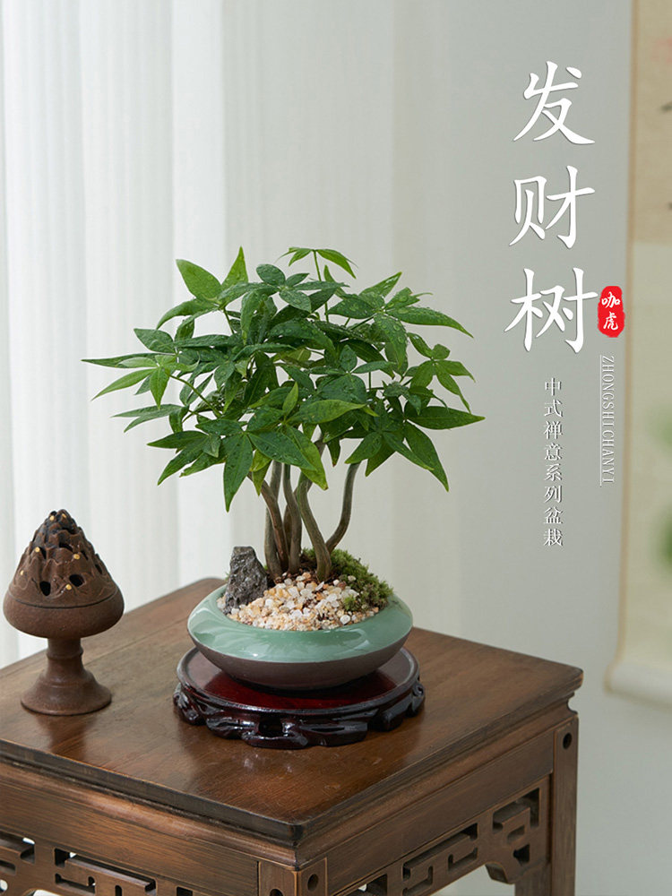 五福发财树小盆栽办公室绿植四季好养室内桌面招财树摆件乔迁送礼