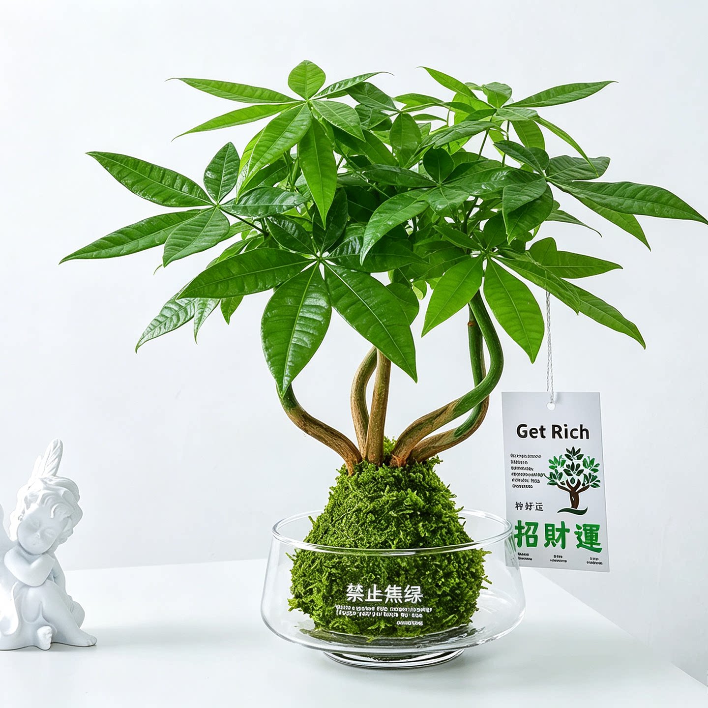 发财树盆栽苔藓球水培植物室内桌面工位办公室绿植雾凇好养送礼物