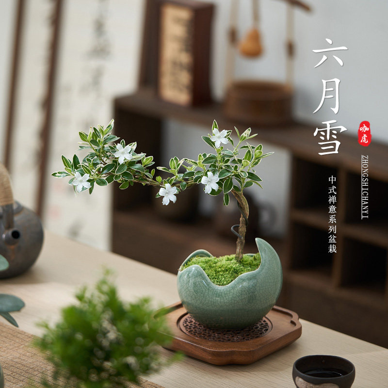 六月雪室内桌面盆栽夏季开花好养图片