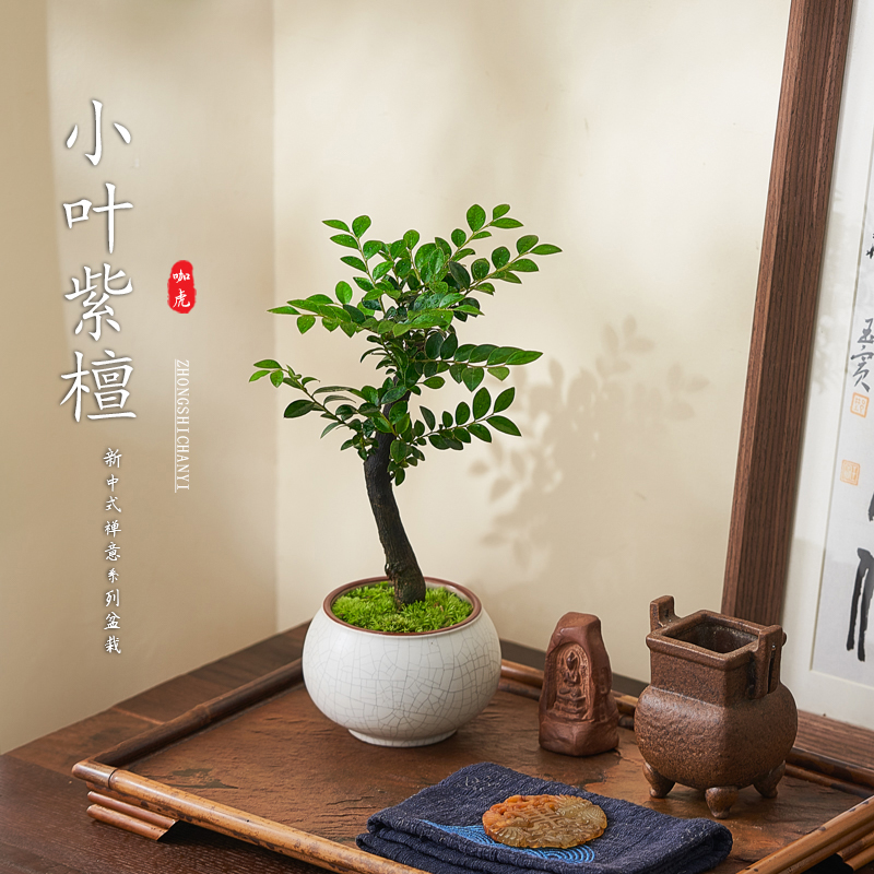 小叶紫檀黑古茶盆景老桩室内盆栽好养办公室客厅茶几桌面绿植摆件