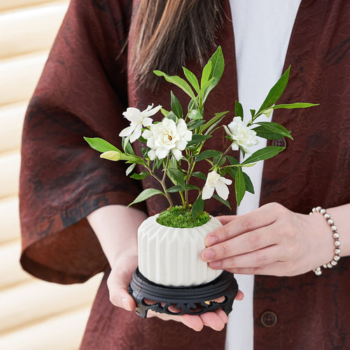 栀子花室内桌面好养小盆栽