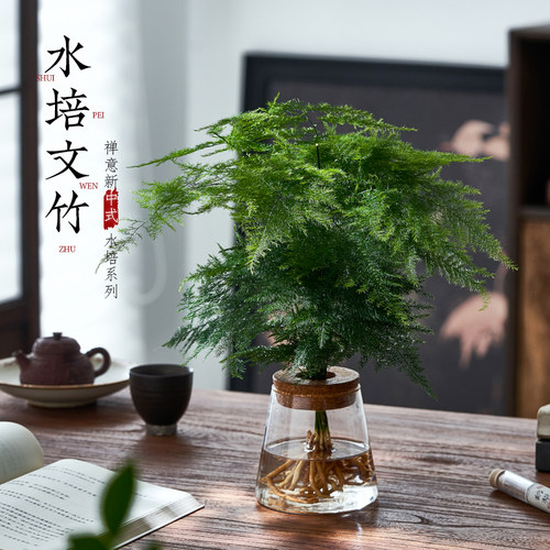 文竹室内桌面水培植物