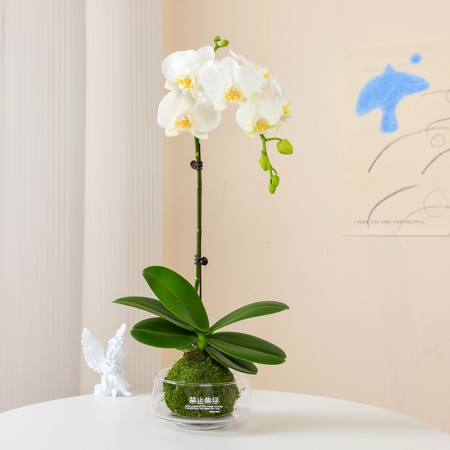 精品白色蝴蝶兰盆栽带花苞室内花卉客厅桌面绿植苔藓球植物好养活