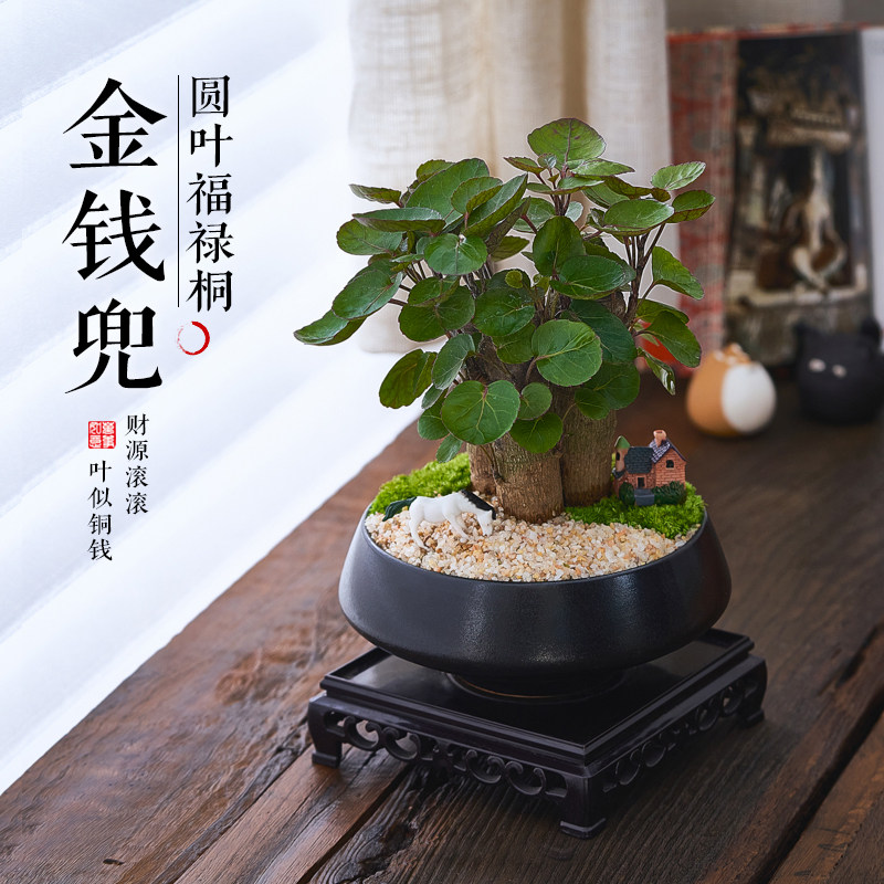 金钱兜盆栽室内桌面招财植物摆件图片