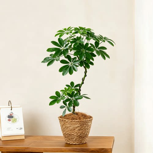 咖虎茉莉花盆栽室内桌面花卉绿植