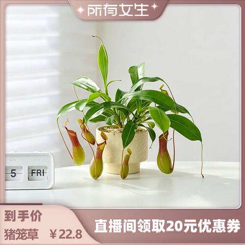 猪笼草盆栽室内桌面绿植四季常青