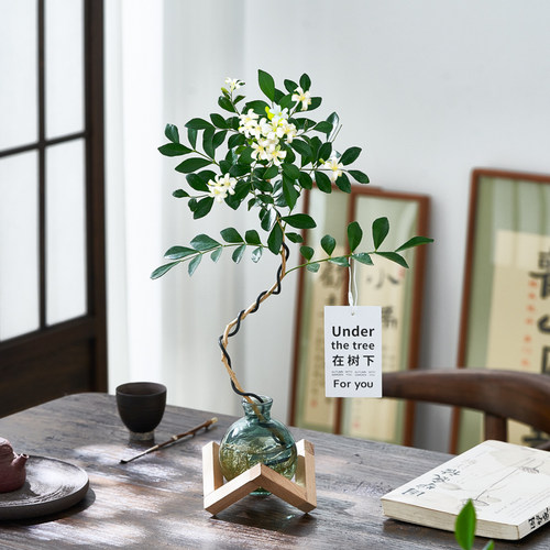 九里香室内桌面办公桌水培植物