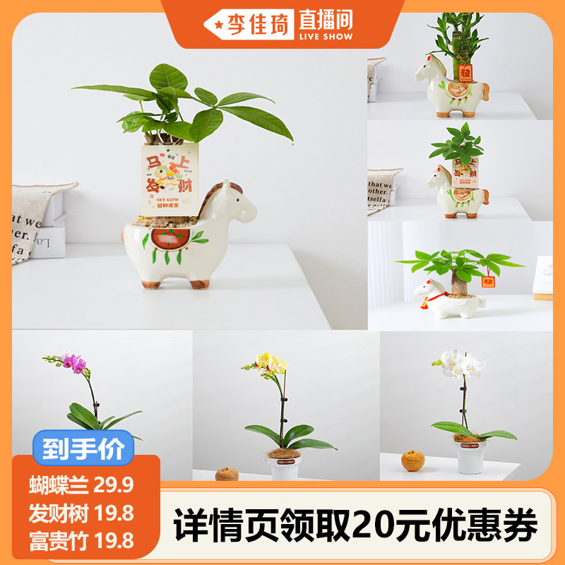 【李佳琦直播间】咖虎办公室内桌面花卉绿植盆栽蝴蝶兰带花发财树