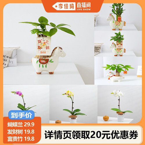 蝴蝶兰盆栽带花带花苞花卉发财树