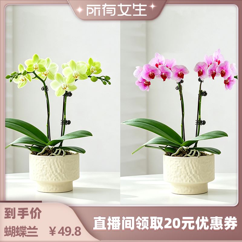 虎蝴蝶兰盆栽带花苞室内花卉