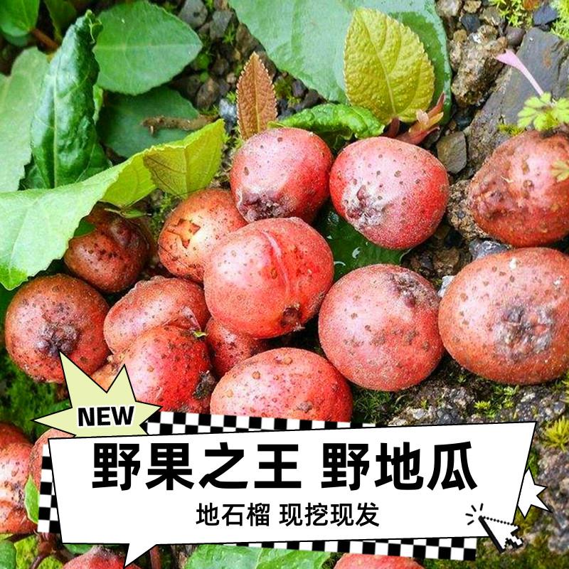 云贵川野地瓜藤苗地石榴藤苗地果儿时味道四川地枇杷根盆栽香地瓜