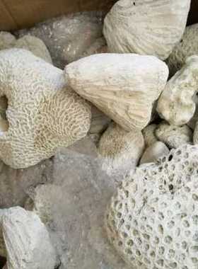 珊瑚石水族造景装饰白色死石多孔过滤培菌三湖慈鲷缸大块珊瑚骨骼