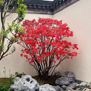 映山红盆栽树苗造型盆景老桩室内外阳台庭院耐寒花卉植物毛杜鹃花