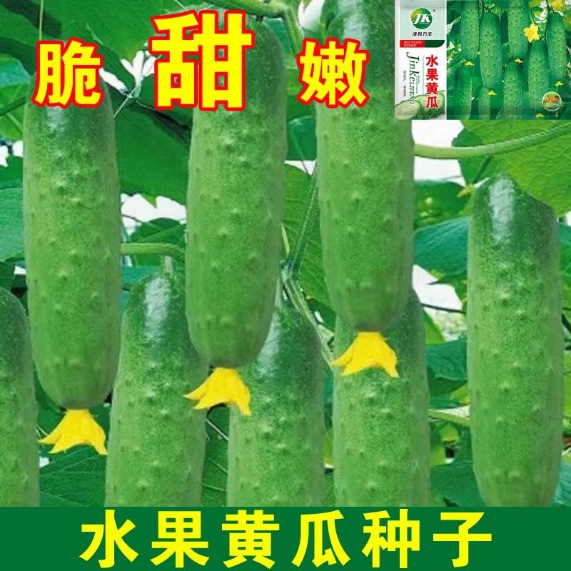 水果黄瓜种子早春秋播黄瓜种籽高产蔬菜唐山秋瓜庭院盆栽四季大全,鲜花速递/花卉仿真/绿植园艺,家庭园艺种子,淘宝优惠券,粉丝福利购,淘宝优惠卷
