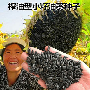 榨油用油葵种籽向日葵种籽葵花籽种子出油率高春秋播蔬菜种子大全