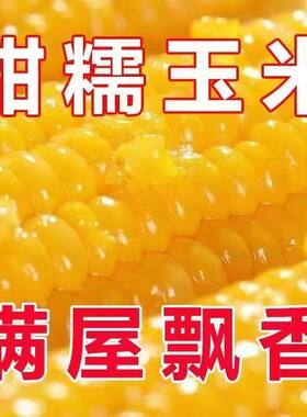 黄糯甜糯玉米种子黄色糯四季糯粘甜玉米种籽孑农业籽种黏香甜软糯