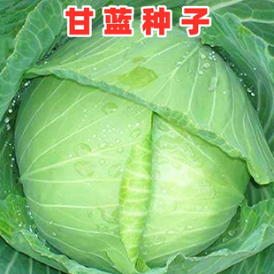 京丰一号甘蓝种子丰产秋播阳台蔬菜种孑包菜种子农家菜园卷心菜籽