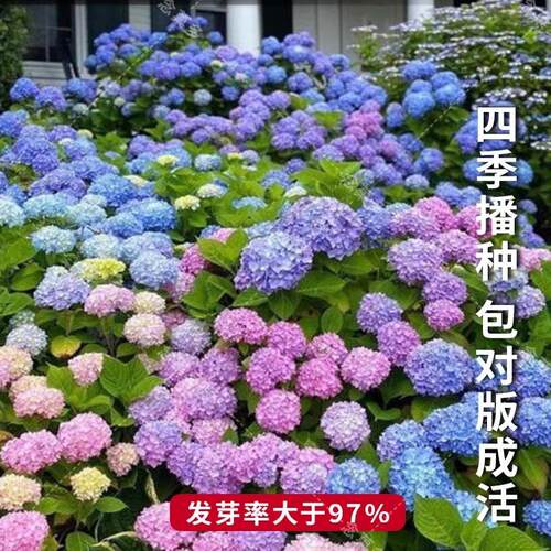 绣球花种子太阳花种籽子四季播种开花多年生花籽种植庭院易活室外