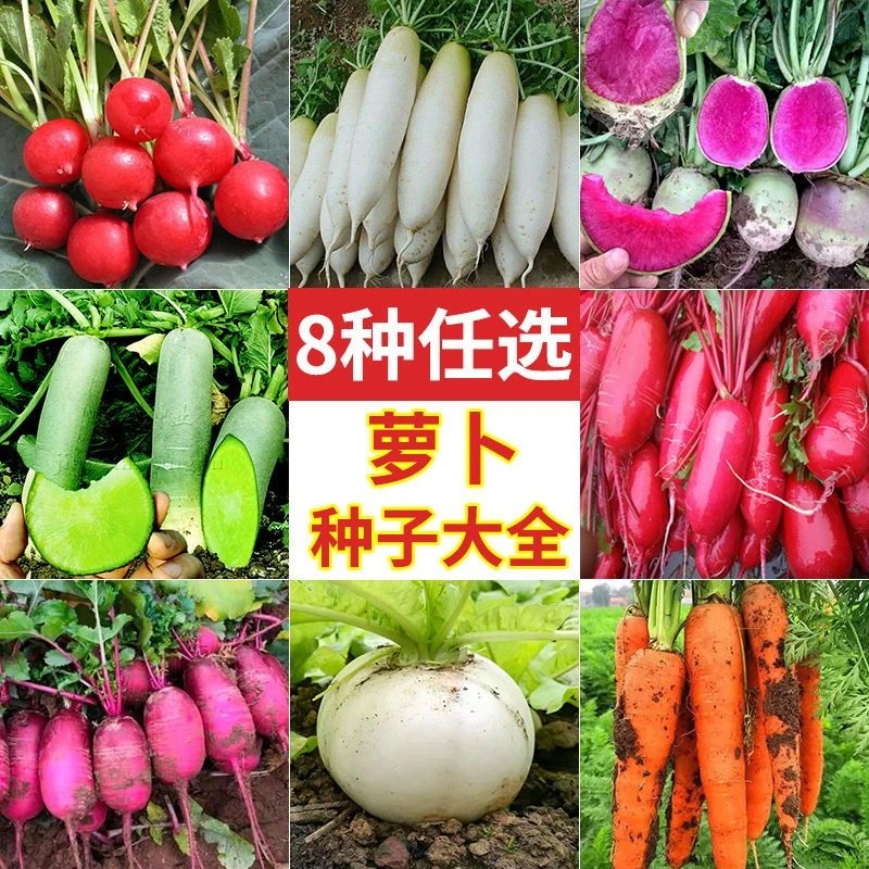萝卜大白菜胡萝卜种子种籽甜脆凤梨红白青水果萝卜蔬菜籽种孑大全