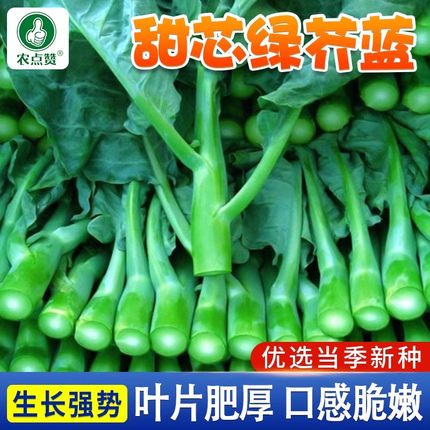 甜芯绿芥蓝种子柳叶百花甜脆芥兰种籽四季菜心种孑蔬菜农家种子