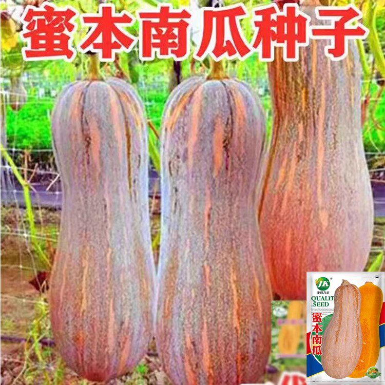 蜜本南瓜种子大全香甜肉细春夏秋四季蔬菜种籽大果早栗长密本种孑