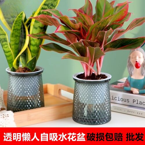 北欧塑料水培透明盆懒人自动吸水