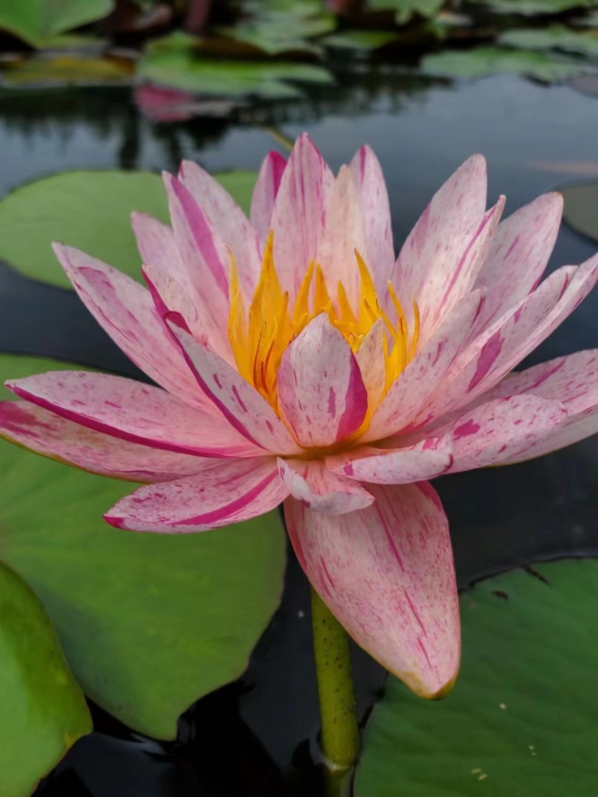 新品耐寒睡莲花苗 桃花雨 池塘水池睡莲水培植物带花苞大睡莲根块