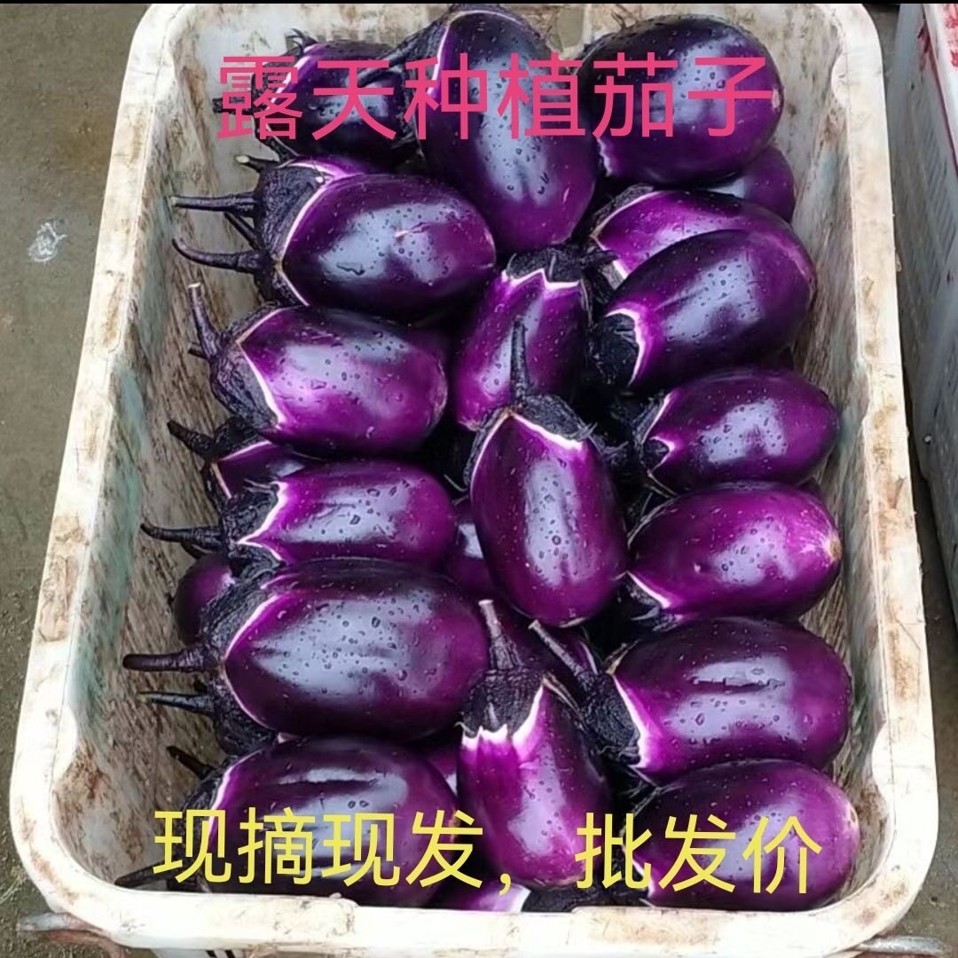 贵州乡下当季露天种植紫红茄子圆茄子整箱批发早上摘下午发