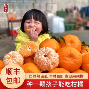 四川蒲江春见耙耙柑粑粑柑杷杷柑官方旗舰店孕妇橘子新鲜顺丰礼盒
