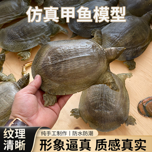 仿真假甲鱼团鱼乌龟草龟海龟标本食物模型可定制拍摄展示直播道具