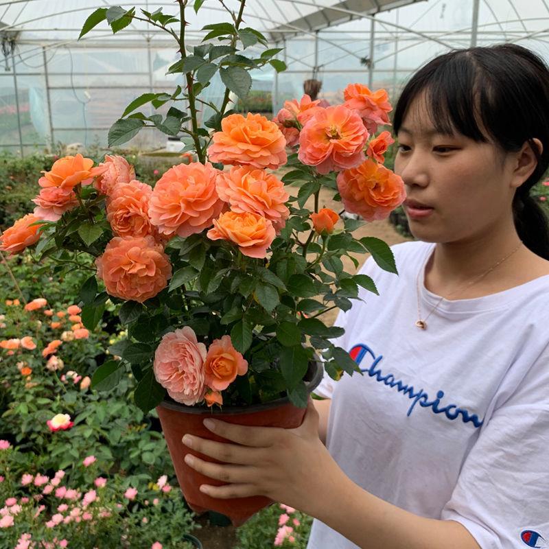 果汁阳台月季花苗大花浓香开花橘黄色庭院爬藤四季可盆栽玫瑰花卉