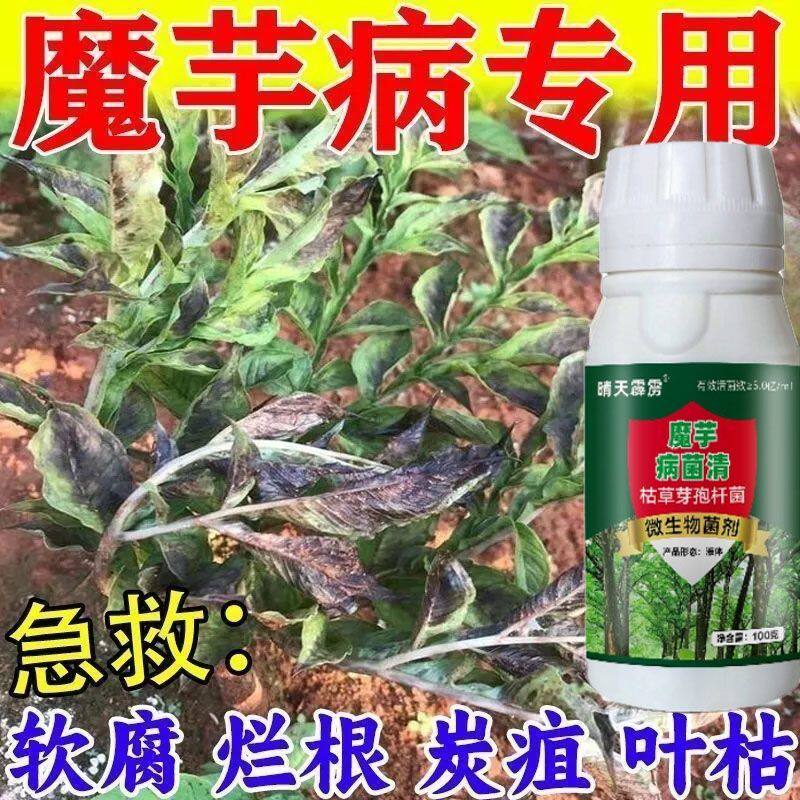 魔芋病菌清菌魔芋根腐病软腐病汰腐净白娟病霜霉病炭疽病晴天霹雳