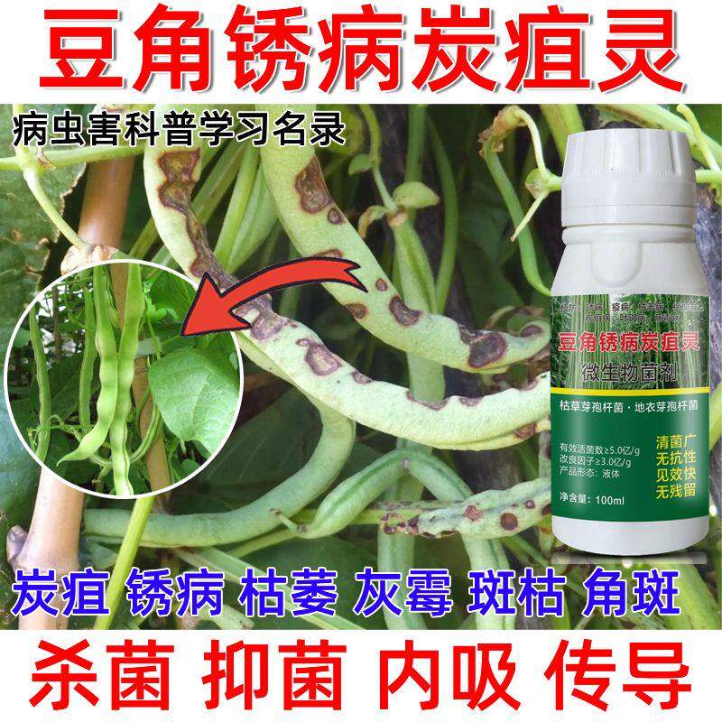 豆角锈病炭疽灵豆角专用药叶斑病卷叶病青枯病微生物菌剂晴天霹雳